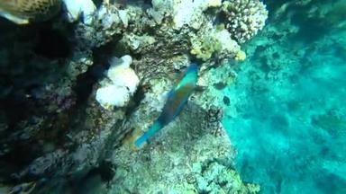 一条明亮的鹦鹉鱼在红海的珊瑚中航行.